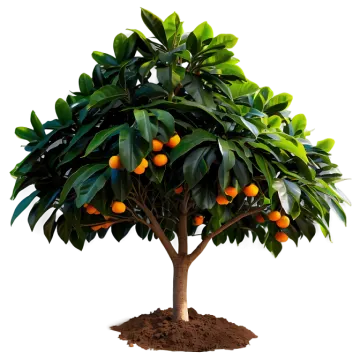 a tree with oranges growing on it