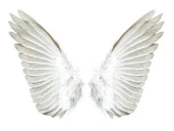 a pair of white wings on a white background