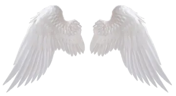 two white wings on a white background