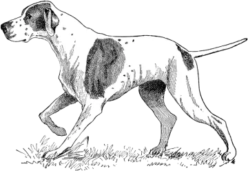 a black and white dog walking in the grass