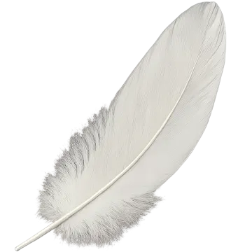 a feather on a white background