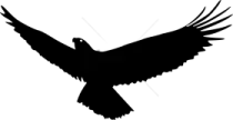 a black bird silhouetted against a white background