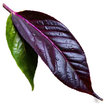 a leaf with water droplets on it