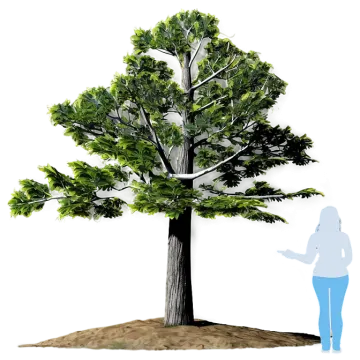 a person standing in front of a tree