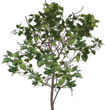 a small tree with green leaves on it
