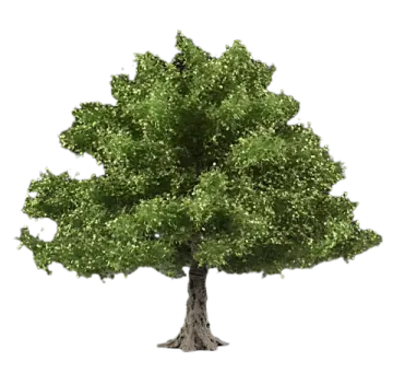 a small green tree on a white background