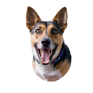 a close up of a dog with its mouth open