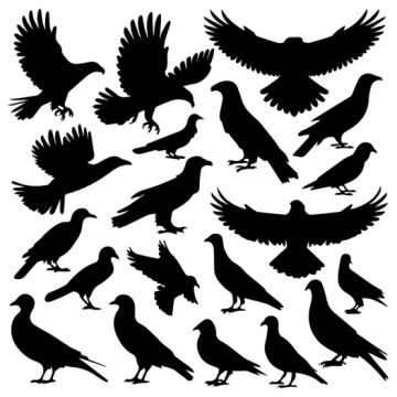 black silhouettes of birds on a white background