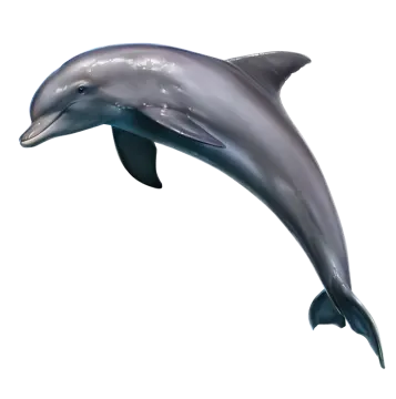 a dolphin jumping out of the water