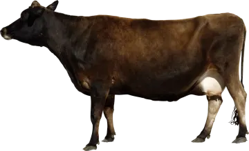 a brown cow standing in front of a white background