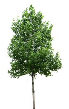 a tree on a white background