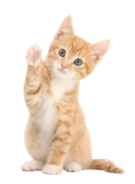 an orange and white kitten sitting on its hind