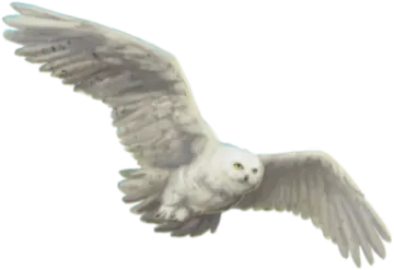 a bird flying in the sky