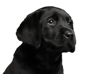 a black dog is looking up at the camera