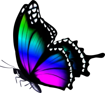 a colorful butterfly on a white background