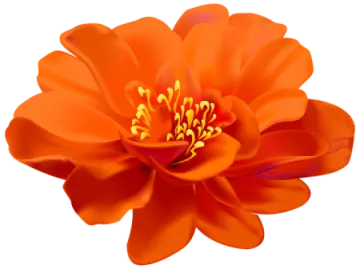 an orange flower on a white background