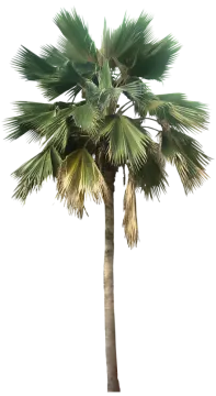 a palm tree on a white background