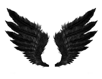 two black feathers on a white background