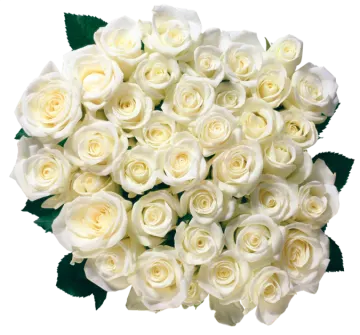 a bouquet of white roses