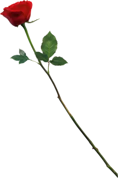 a single red rose on a white background