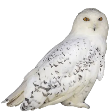 a snowy owl perched on a white background