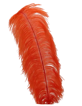a red feather on a white background