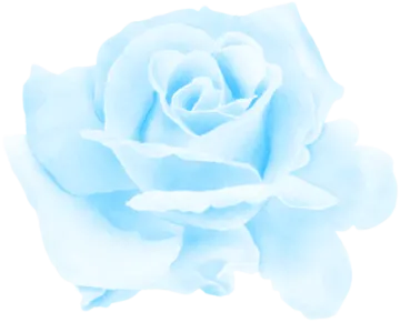 a blue rose on a white background