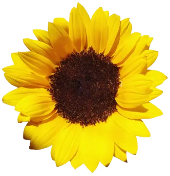 a yellow sunflower on a white background