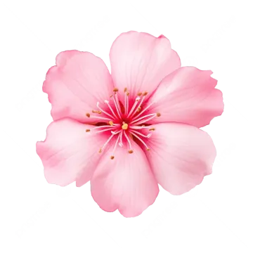 a pink flower on a white background