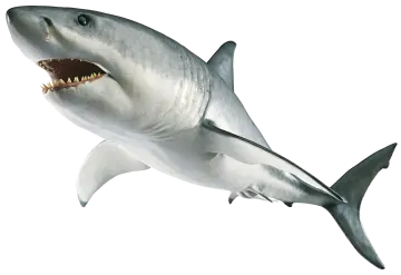 a great white shark with its mouth open
