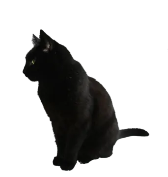 a black cat sitting on a white surface