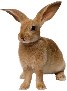 a small brown rabbit sitting on top of a white surface
