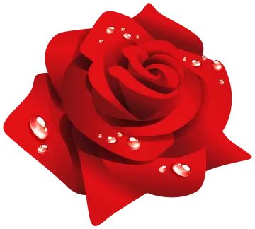 a red rose with water droplets on it