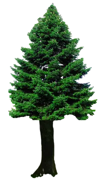 a pine tree on a white background