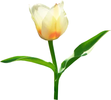 a single white flower on a white background