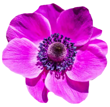 a pink flower on a white background
