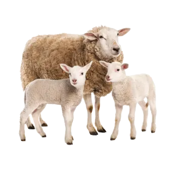 two lambs standing next to each other sheep