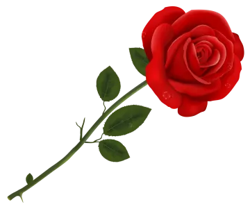 a red rose on a white background