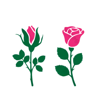 two pink roses on a white background