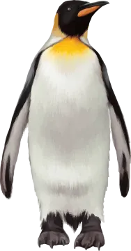 an illustration of a penguin