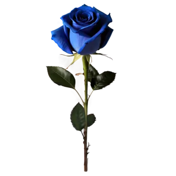 a single blue rose on a white background