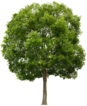 a tree with green leaves on it