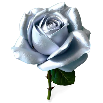 a single white rose on a white background
