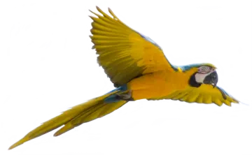 a yellow and blue parrot flying through the air