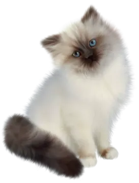 a fluffy cat with blue eyes sitting down