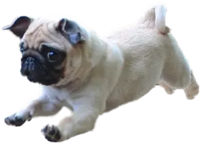 a small dog is running on a white surface