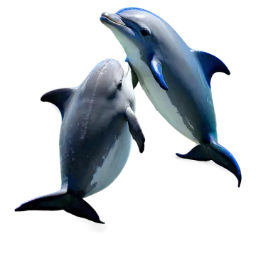 two dolphins are swimming in the water