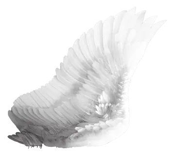 a black and white feather flying in the air