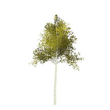 a tree with green leaves on it