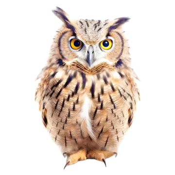 an owl sitting on top of a white surface